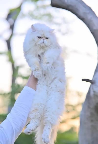 peki face male stud Service