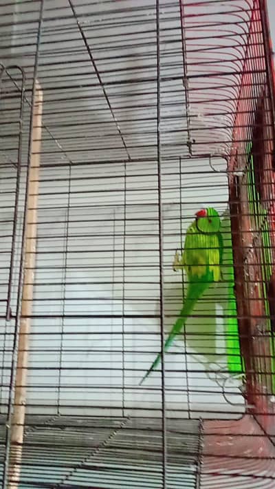 Ring neck yellow shade laswing