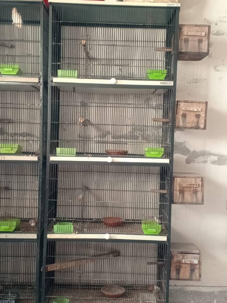 solid strong parrot cages 1