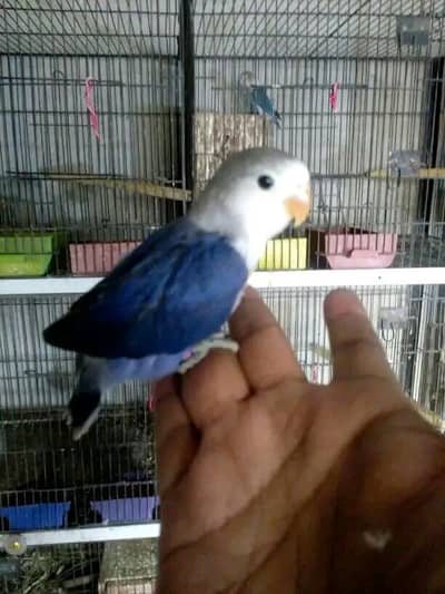 colour,Albion crimino Dec ino and split