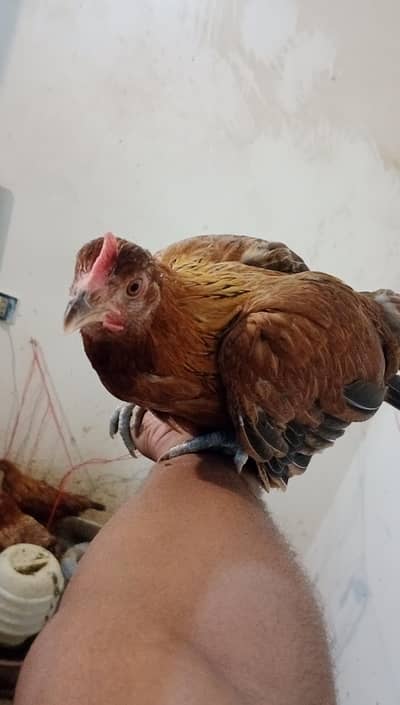 Misri Chick || Golden Misri Egg Laying || Andy wali Murgi || desi andy