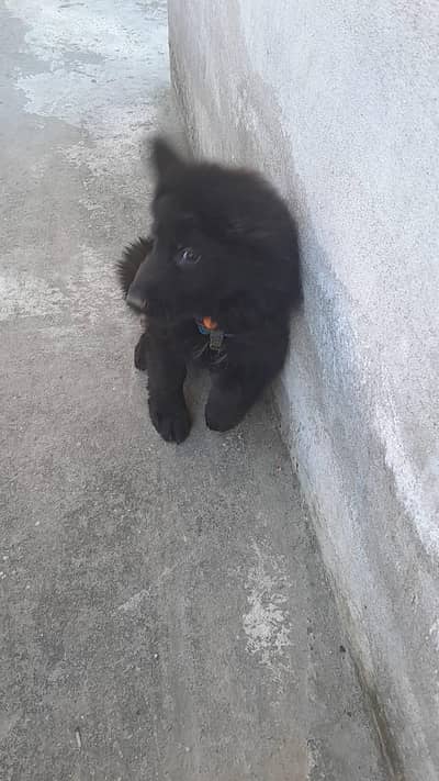 german shepherd puppy female 2 month old.