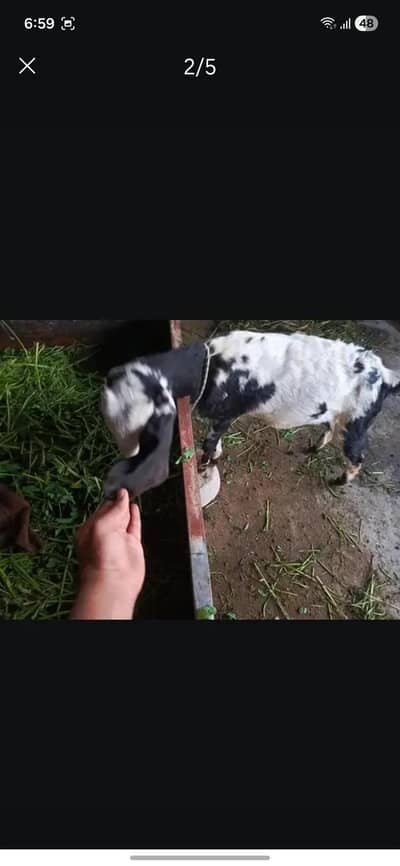 dasi path hn 03261625706