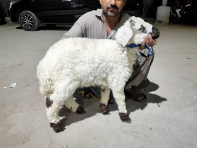 dumba jori for sale urgent