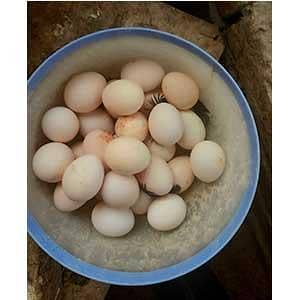 desi eggs