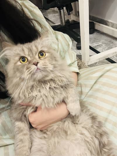 Beautiful Persian cat is up for sale