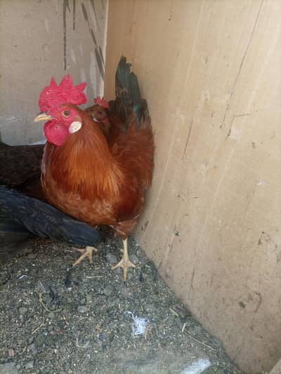 golden misri and desi breeder