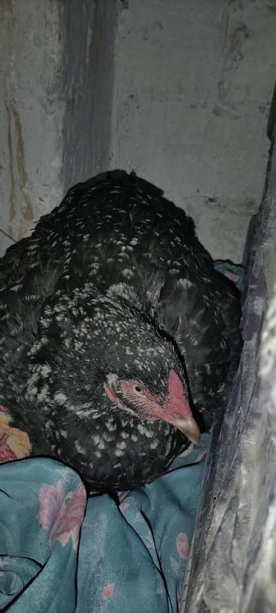 kooraa Aseel cheena breed