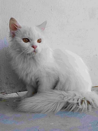 Persian Cat