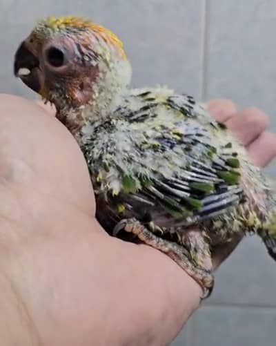 Raw chicks SunConor chicks Raw self chicks available lahore