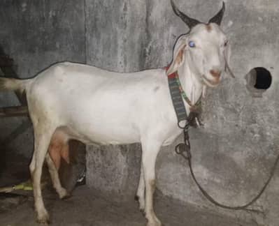 Teddy Tapri barbari Dodh Wali Healthy