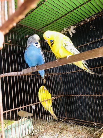 Exhibition budgies breader and ready to first bread paira available