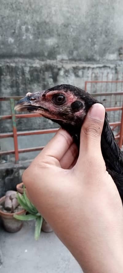 Thai Chicks/Thai patha for sale