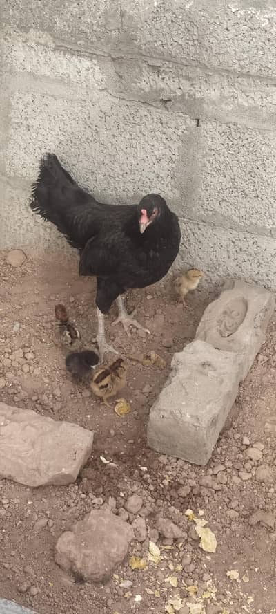 home breed  murgii Hai  3500