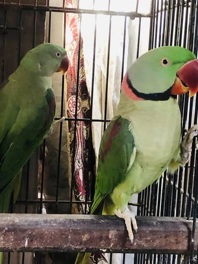 Alexander Pahari breader pairs available