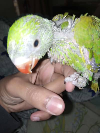 Parrot chick