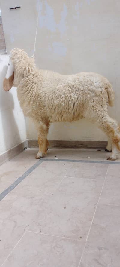 9 month dumba healty and active