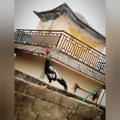 Aseel amroha Madi hai aseel Java Mel hai