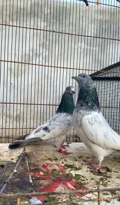 Teddy, Ch sb waly, Maher walay, puchali, Ferozpuri kabotar for sale