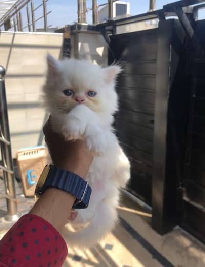 1 pikki face pure white colour 2 persion pure white colour