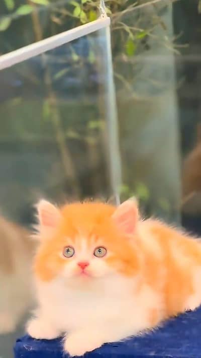 beautiful Persian female kitten for sale 0324=087=6249 my WhatsApp