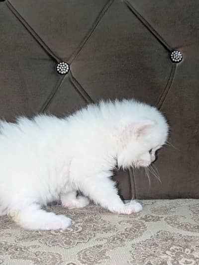 Beautiful Triple-Coated Persian Kitten – Blue Eyes – Healthy & Active