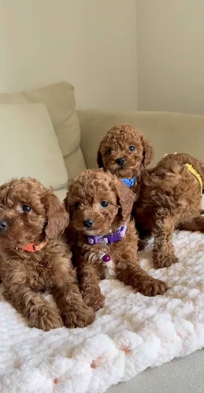 Fresh toy poodle puppies available For import