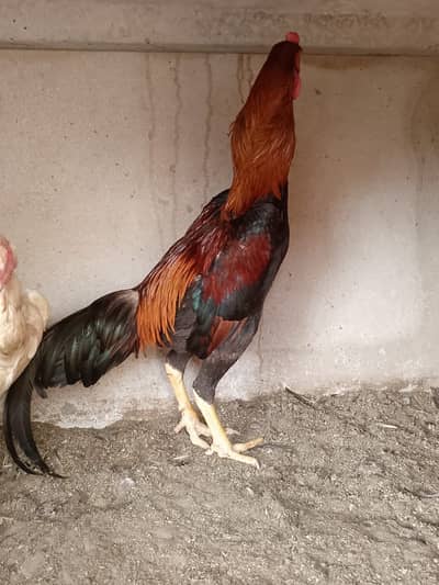 Shamoo Bloodline Long Heigh