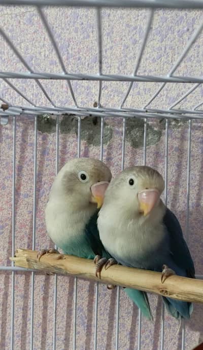 PALEFELLOW SPLIT CHICKS