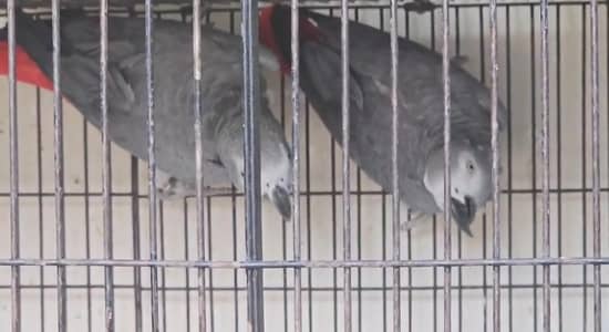 African Grey wild Pair