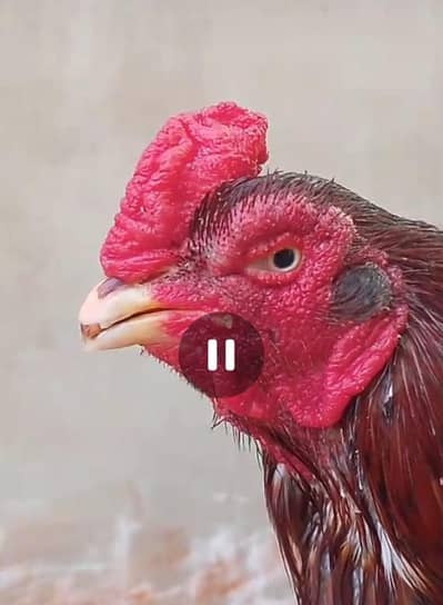 aseel mianwali  whatsapp number is pe Rabta kare 0312 3195986 is