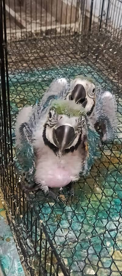 Macaw chicks available