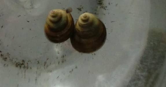 Snail for sale