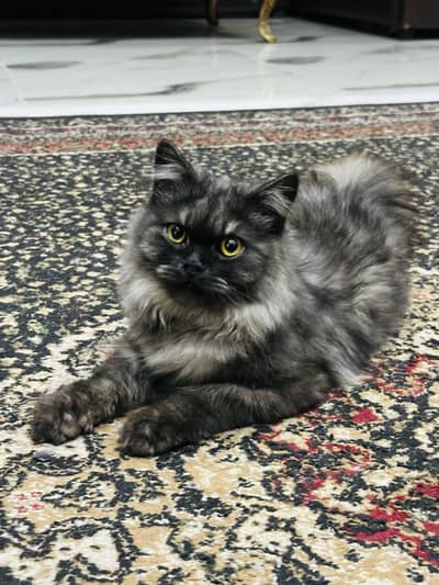 Persian cat for sale