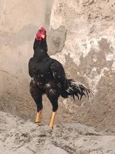 bhot achi mikdara ka ha