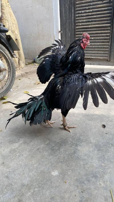 High Class pure Mianwali Lasani Mushka