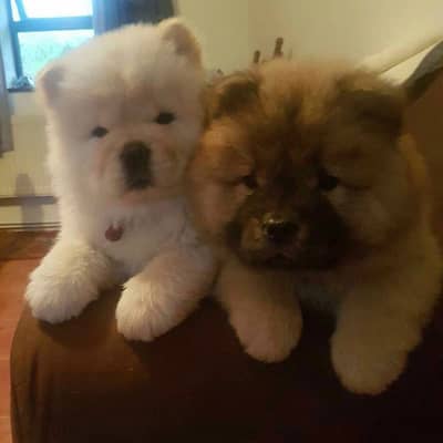 Chow chow champion bloodline puppies available for import