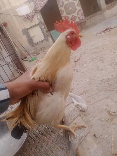 japanese bantam male 0315/7209676