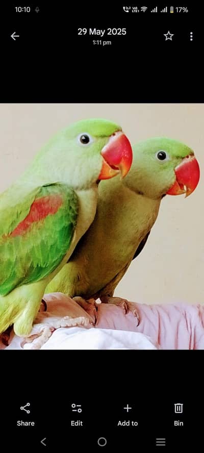 kashmiri raw parrots