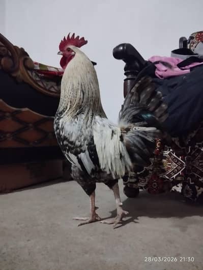 Pure Desi breader murga he 2 murgi he eggs laying