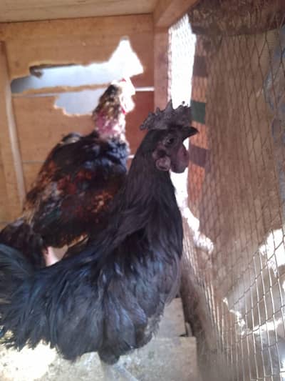 ayam cemani pair and aseel phata and aseel pair available