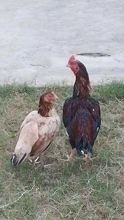 very high quality aseel pair