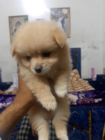home breed Pomeranian puppies