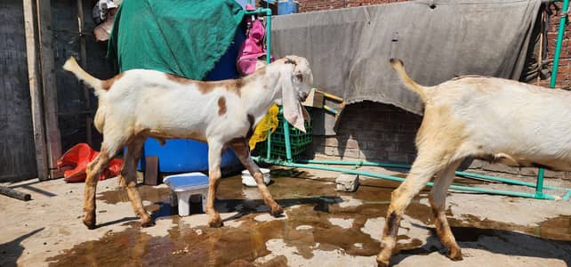 3 Male 1 Female contact 0322-5400015