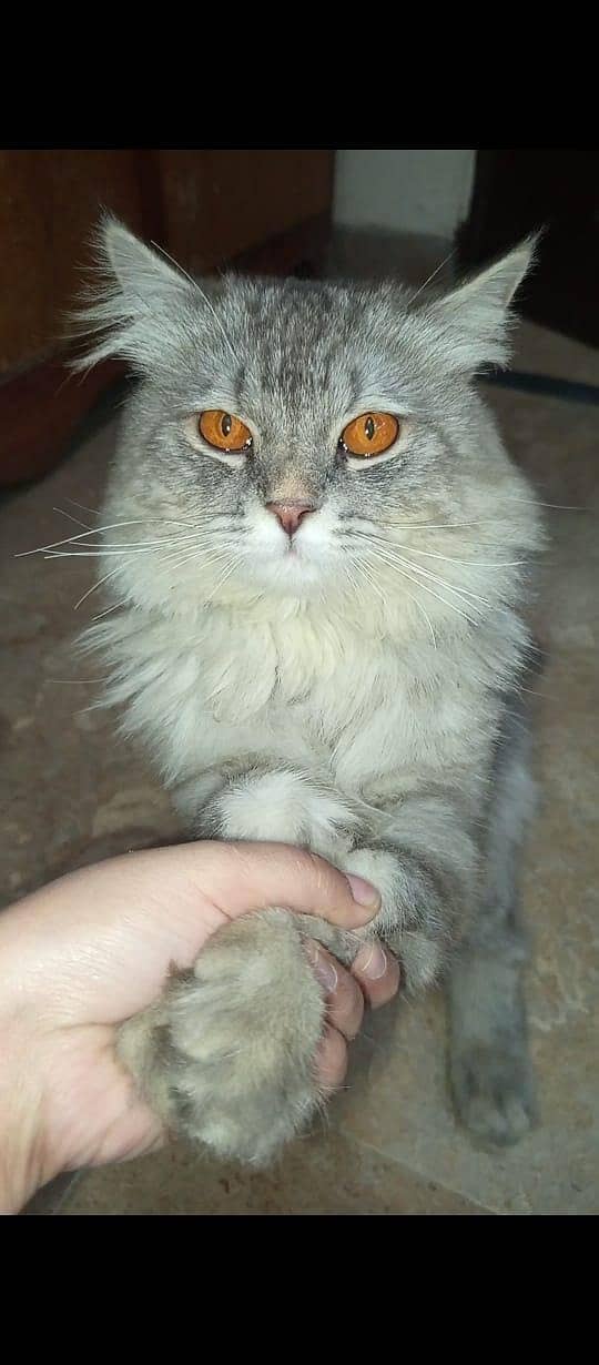 persion triple cot 1