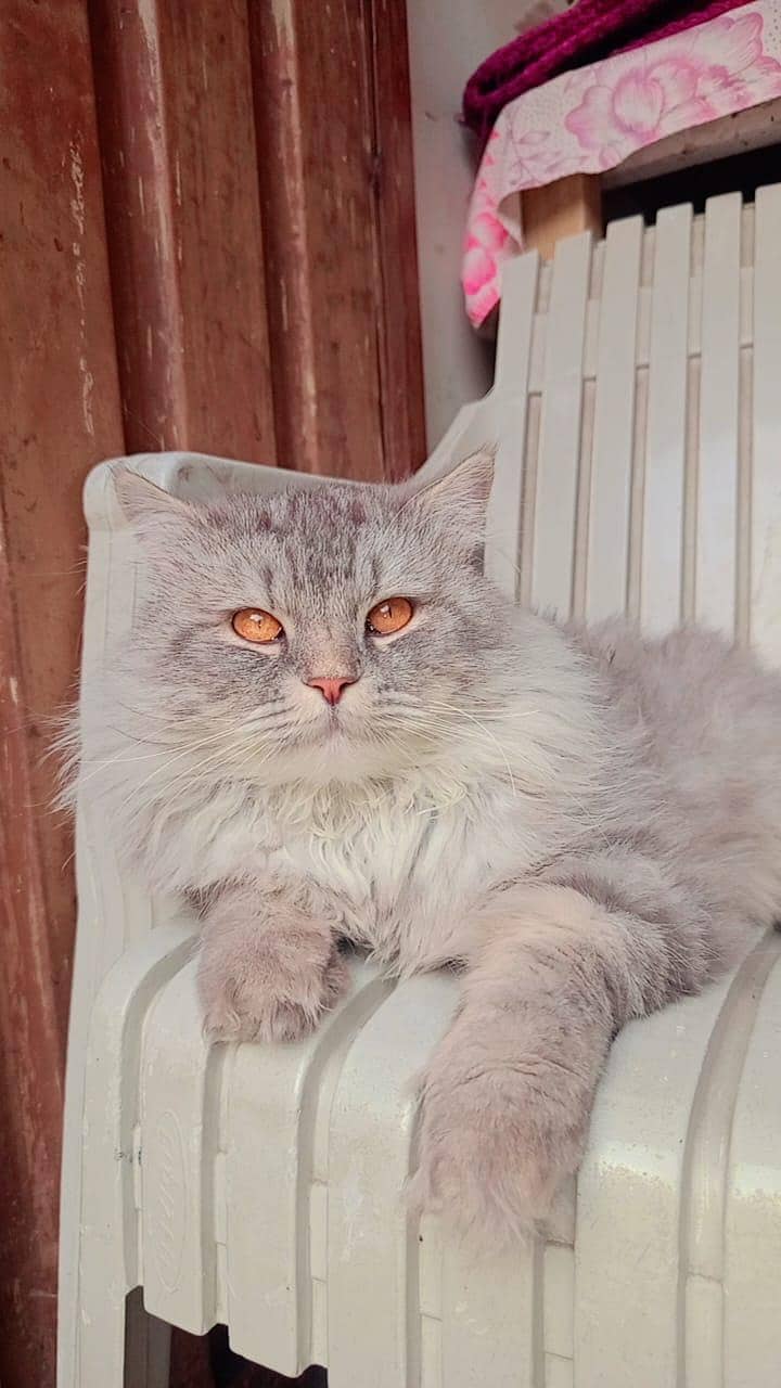 persion triple cot 2