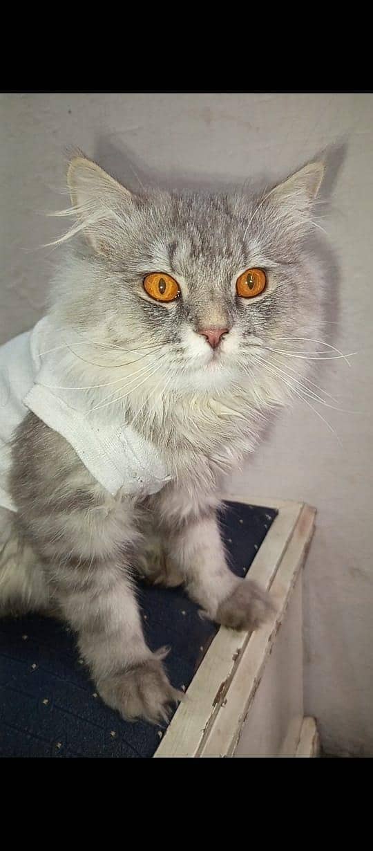 persion triple cot 3