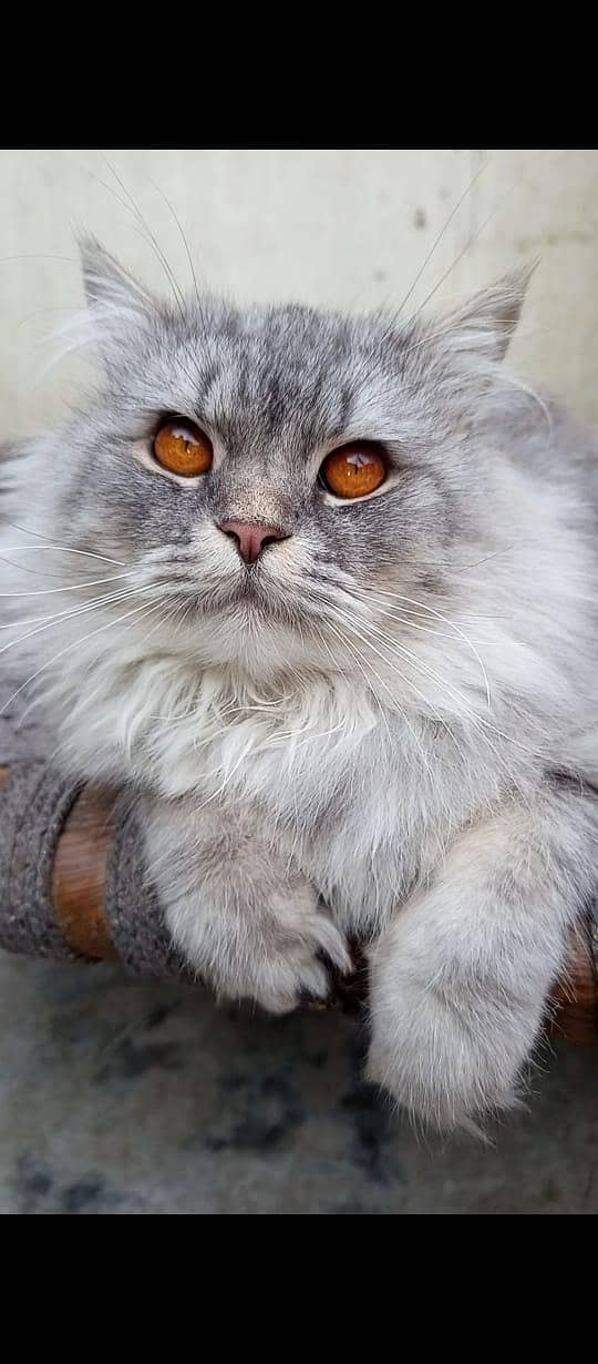 persion triple cot 5