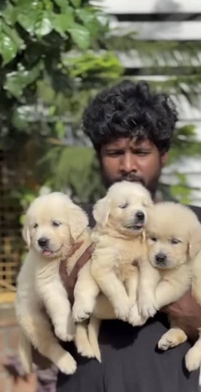 Pure American Golder Retriever High Pedigreed and microchipped