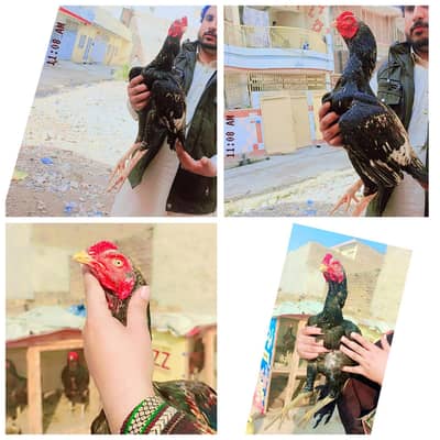 aseel kili taja home breed pure mianwali urgent sale 03145489284 whats